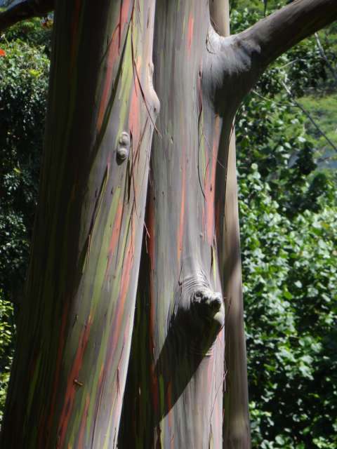 Diese spezielle Baumart mit den farbigen Rinden heissen "Painted Trees"
