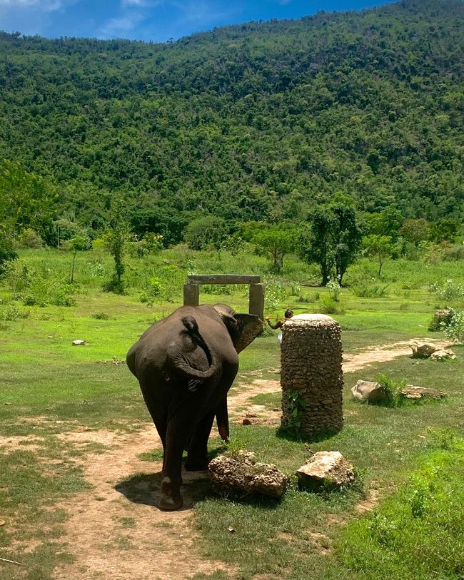 Elephant Sanctuary