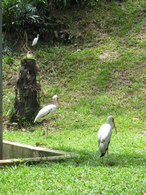吉隆坡飛禽公園