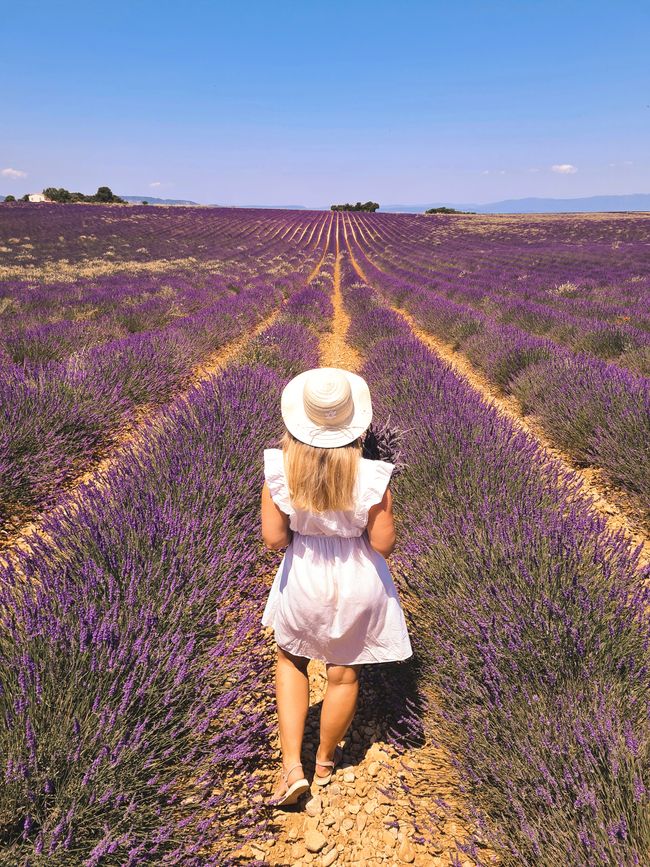 26.06. Valensole/ Lavender Fields (click on the image for the full post)