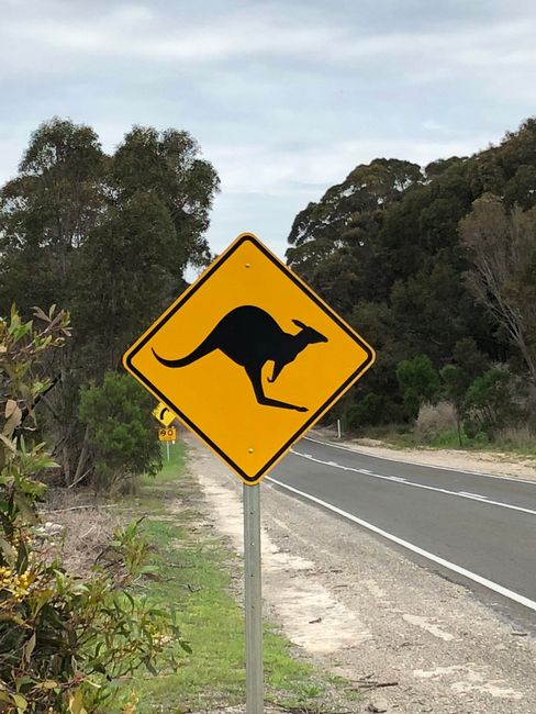 Be aware of Kangaroos !