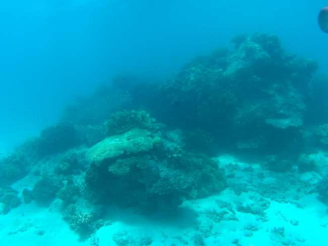 Korallen vom Tauchen aus