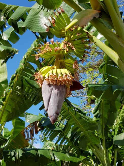Bananen Pflanze