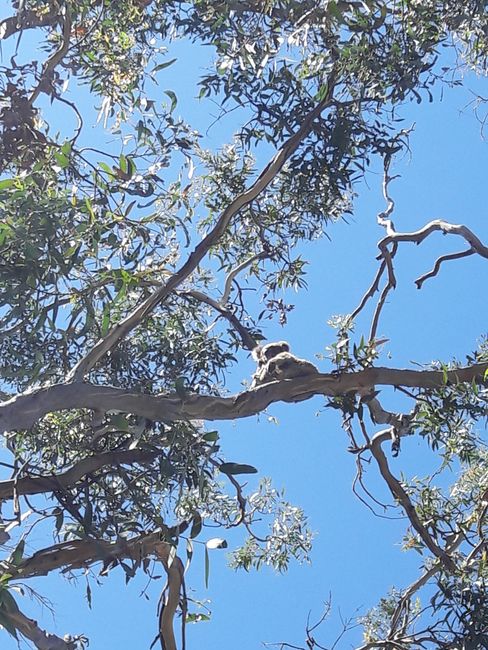 Koala in front of Cape Otway