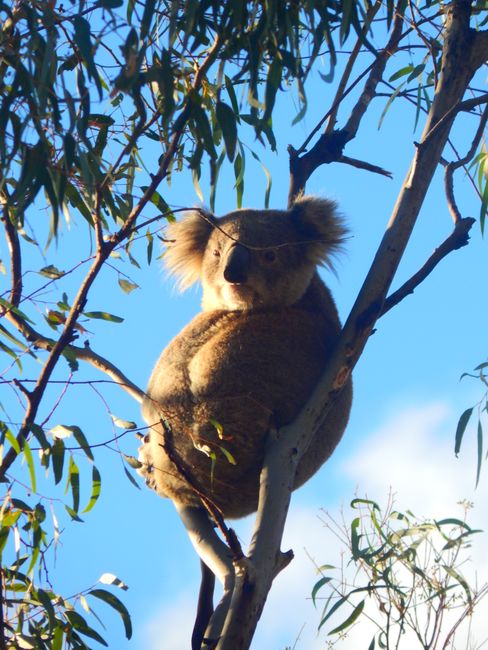 Leeton Koala