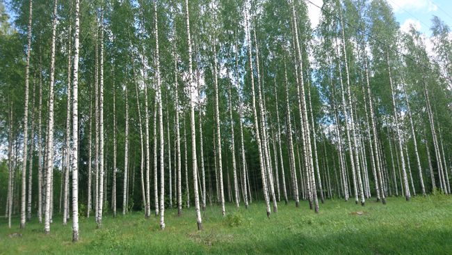 There are many birches