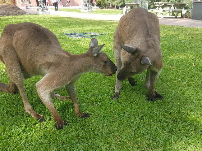 Erste Kangaroos und Wombat streicheln