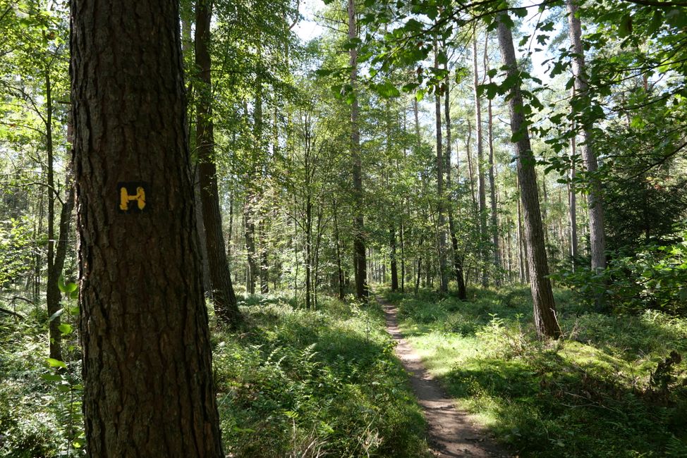 2021 - September - Lüneburger Heide - Heidschnuckenweg