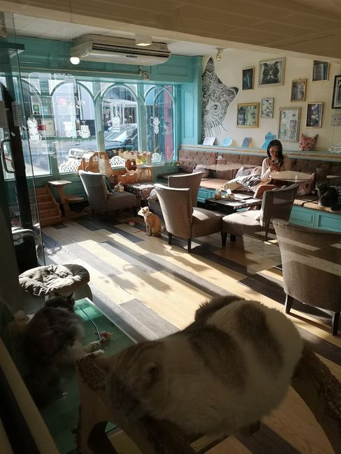 Cat Café 