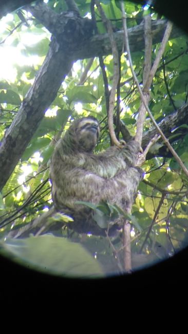 Sloth through binoculars in Manuel Antonio