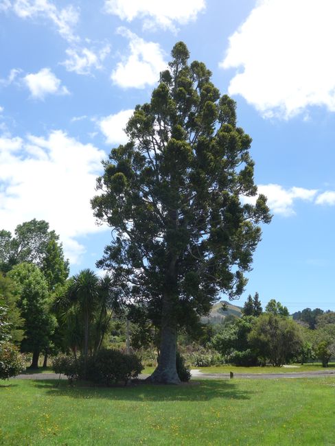 Kauri Baum