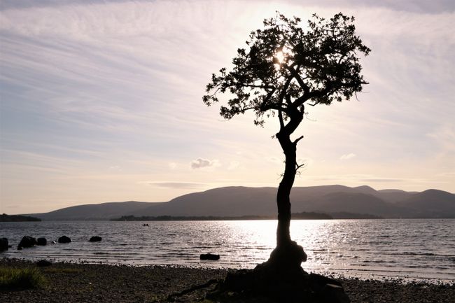 A lonely tree at Loch Lomond
