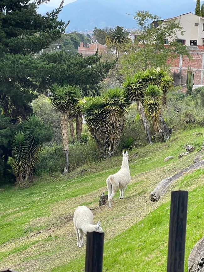 Alpaca enclosure at the Pumapungo Museum