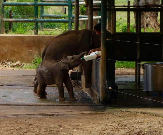 Udawalawe Baby Elephant Transit Home - Sinharaja Rain Forest