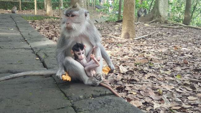 im Monkey forest. Freilaufende Affen. 