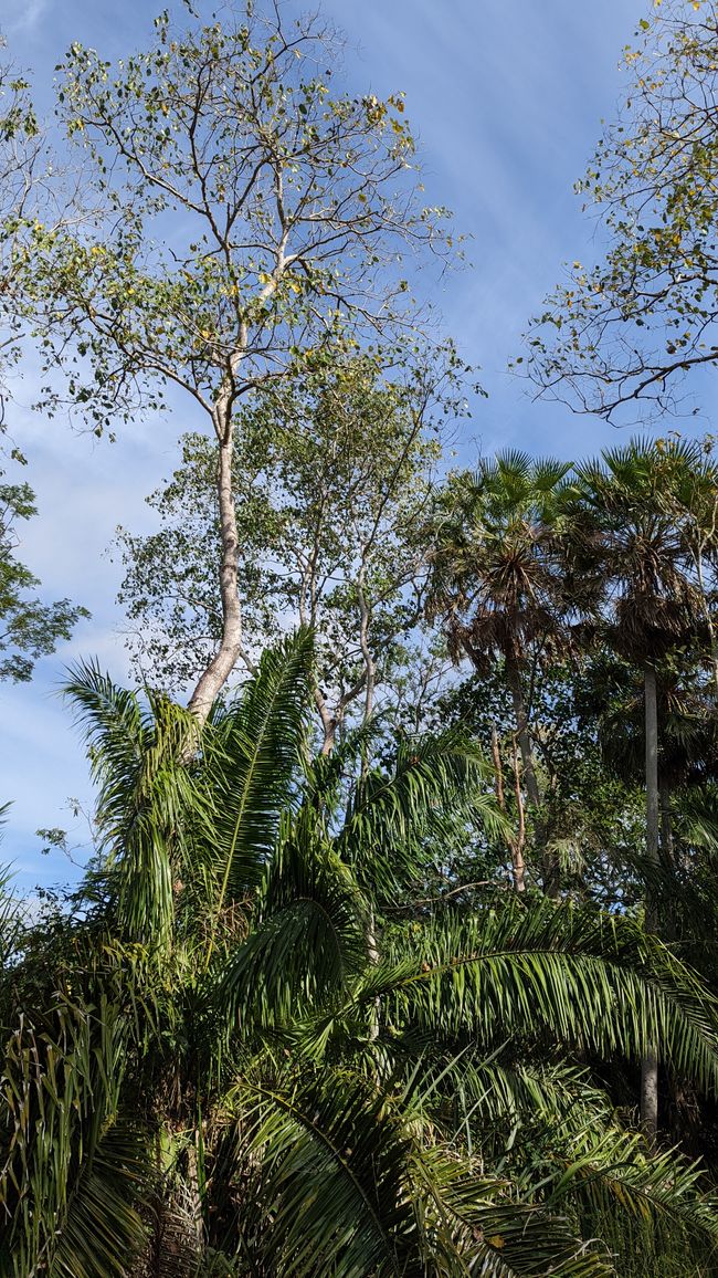 Aufenthalt im Süd Pantanal (Zusammenfassung)