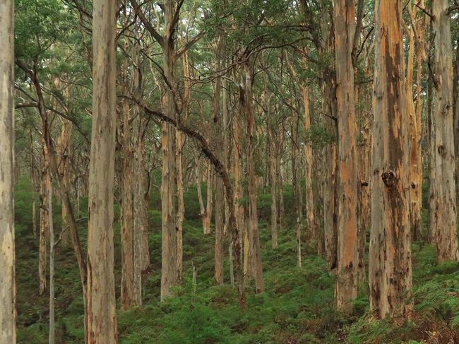 Karri trees in Boranup Forest