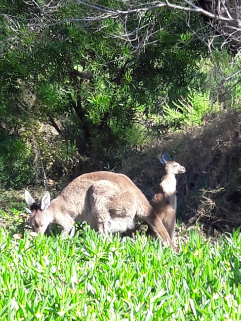 Kangaroo Mom + Baby
