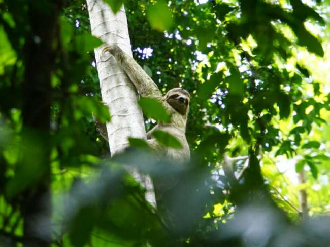 Costa Rica: Ach, so sieht ein Tapir aus...