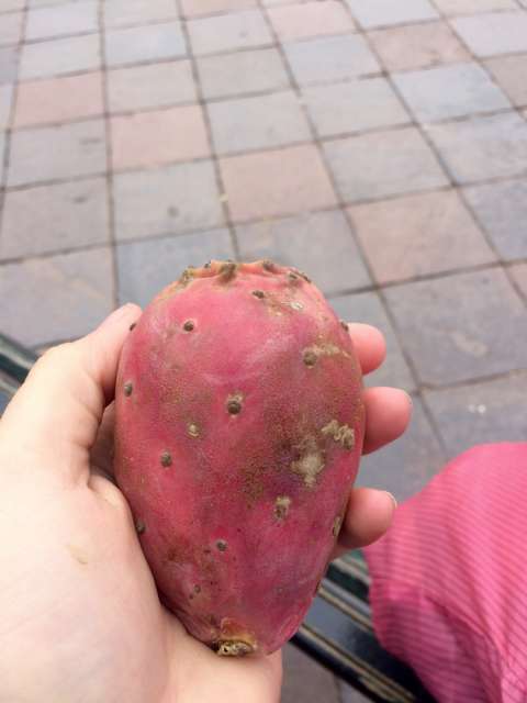 The prickly pear