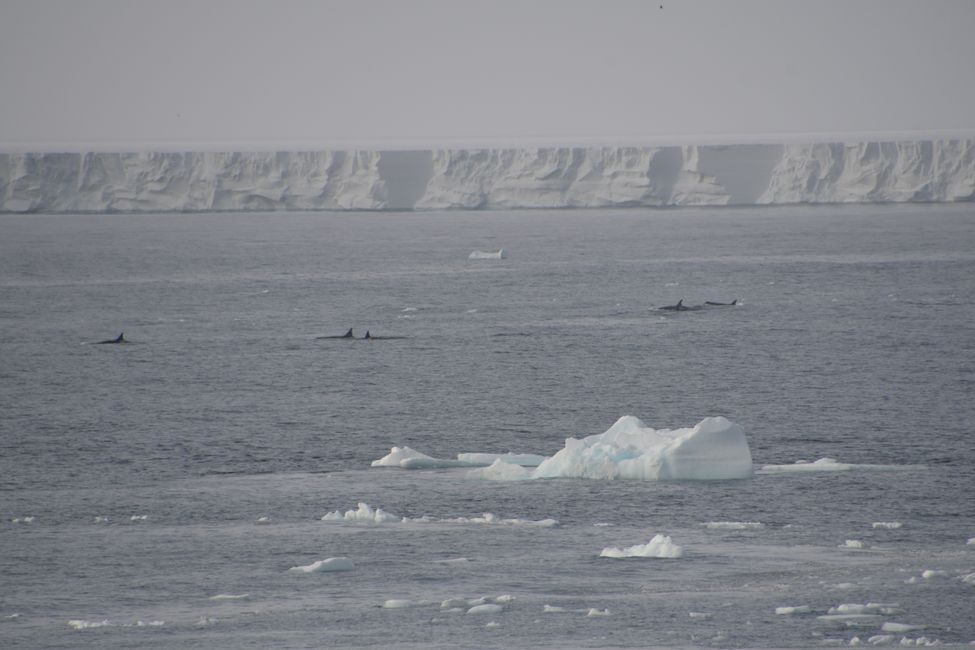 Orcas in front of the Ross Ice Shelf