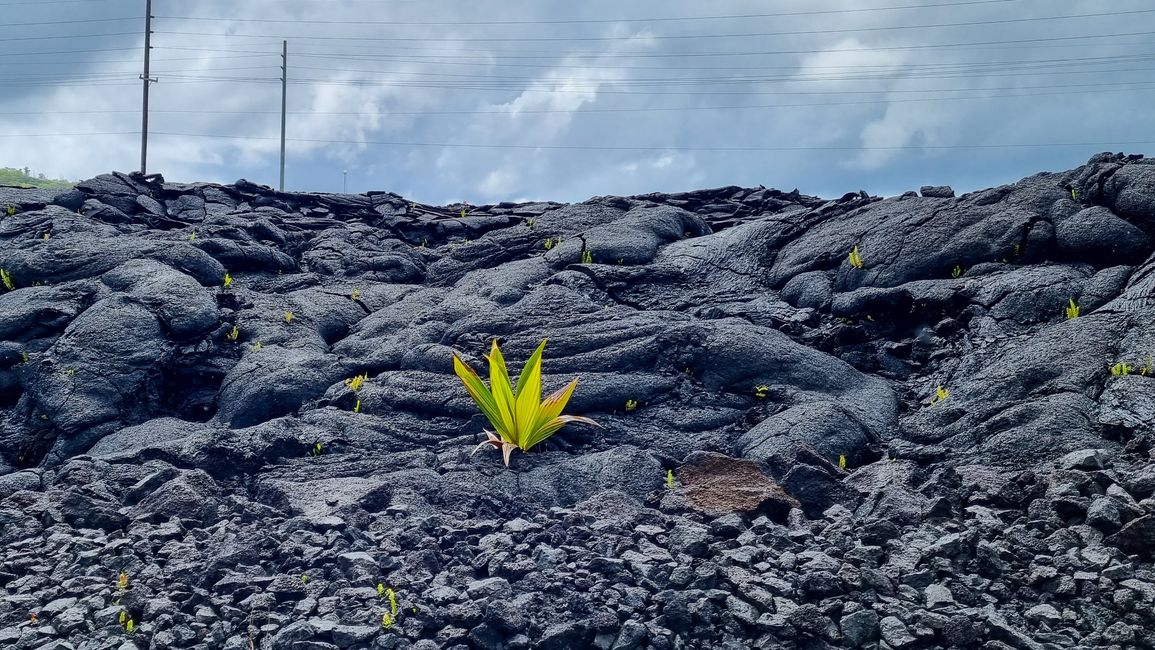 Hawaii 2022 - Teil 1: Big Island