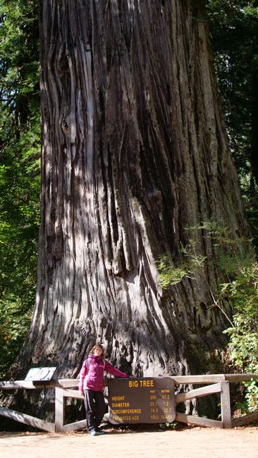 Redwood National Park - Big Tree