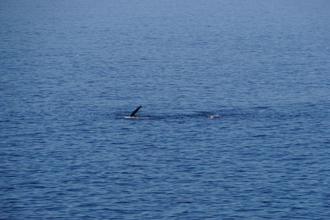 Avvistamenti di balene a Hermanus e pinguini a Betty's Bay