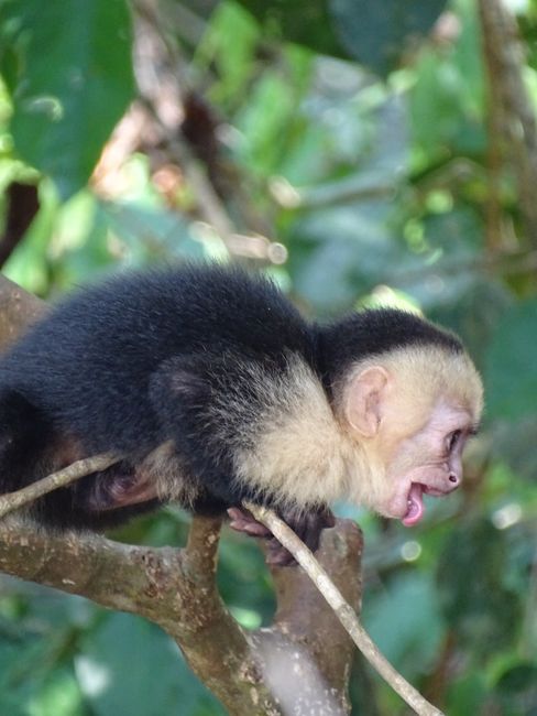 Baby capuchin monkey (still very playful)