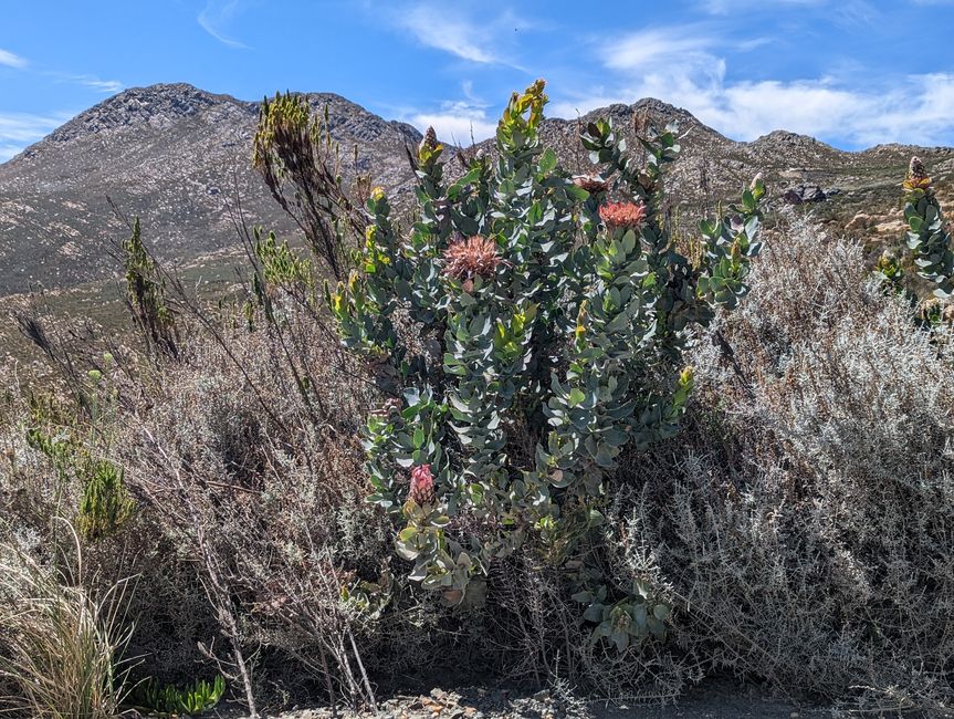 Oudtshoorn, Swartbergpass & Prince Albert
