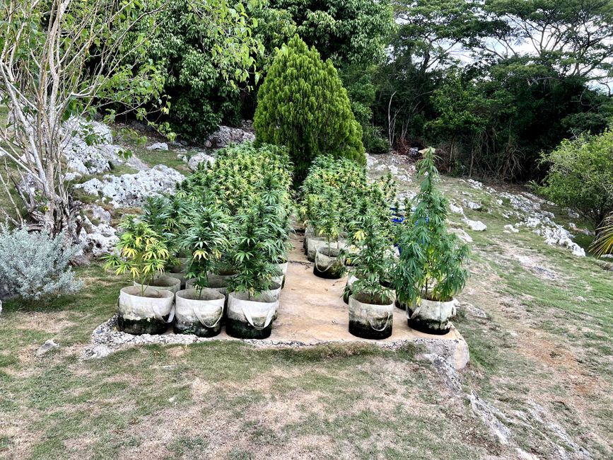 This is also part of Jamaican culture, a small weed farm