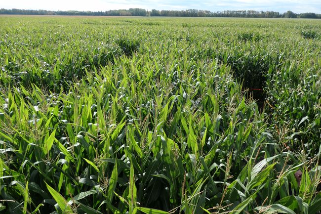 18.9. Corn Maze - Lost in the Labyrinth