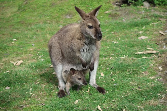 Willowbank Wildlife Reserve - Wallaby