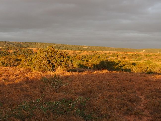 Safari in Amakhala Game Reserve