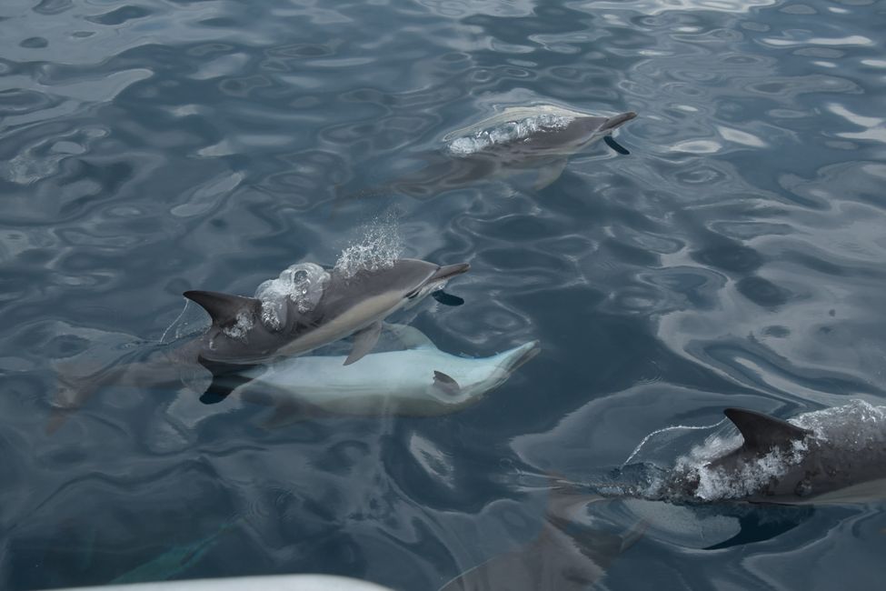 Kaikoura - Nach dem Delfinschwimmen