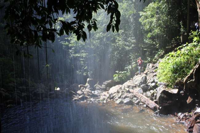 Dorrigo Rainforest - Hinter dem Wasserfall...