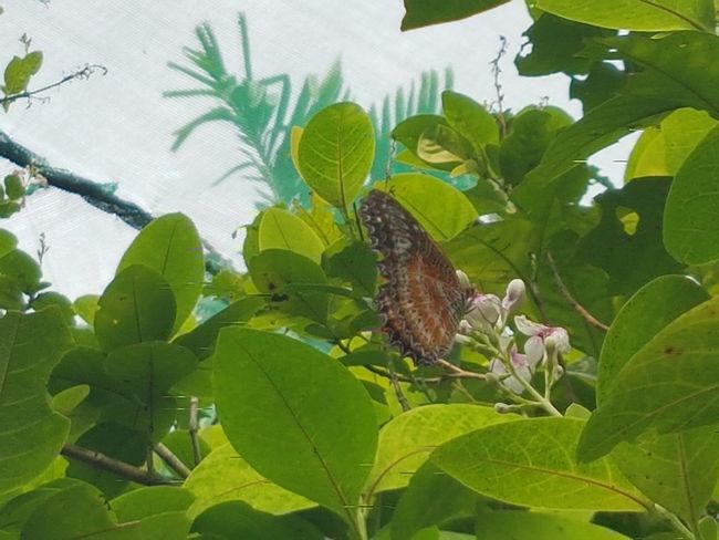 Kelebek Parkı ve Negara Mescidi