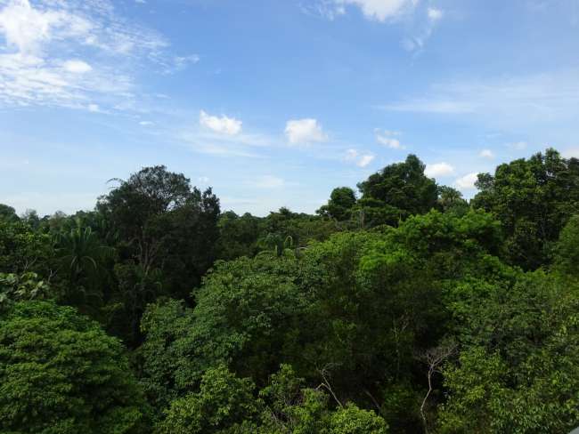 View of the 'jungle'