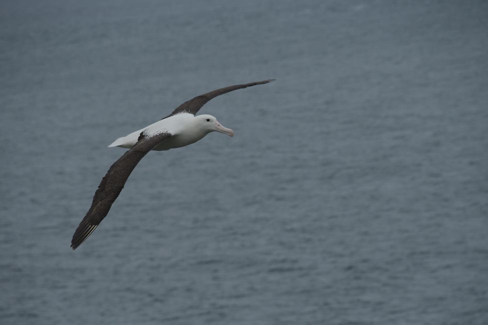 Otago Peninsula - Royal Albatross