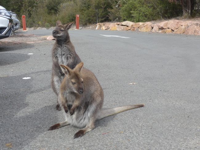 Tasmania: Freycinet National Park (Australia Part 16)