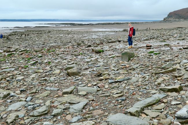 24.9.: Joggins - Fossilien am Strand