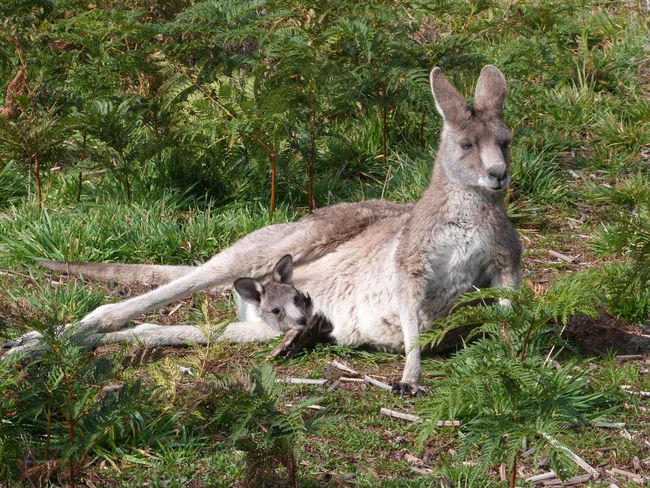 Mornington Peninsula - Kangaroos!