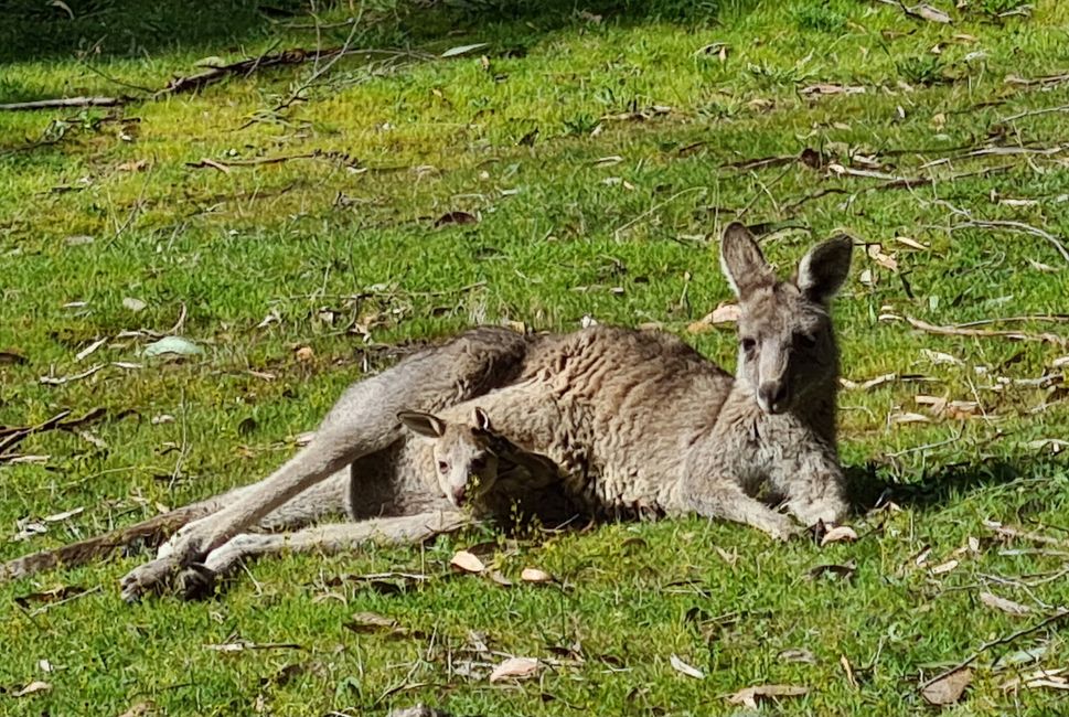 Day 10+11 - The Grampians, kangaroos with joeys