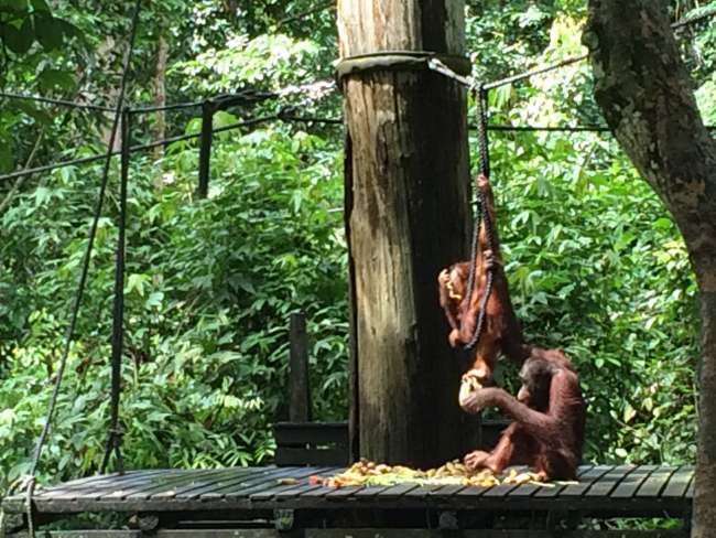 Orangutans again: here in Sepilok Sanctuary