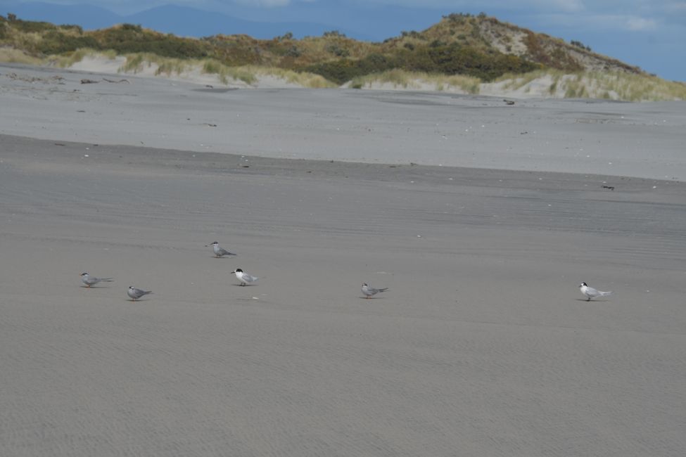Farewell Spit: Sooty Terns (and Tara Terns)