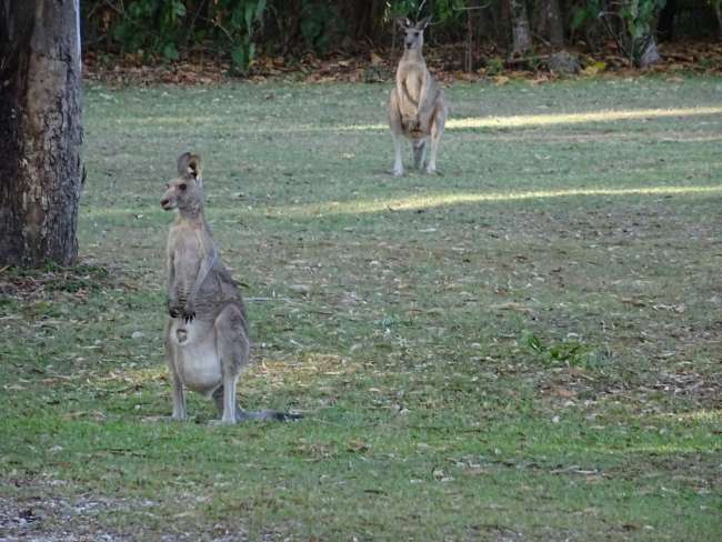 Springbrook National Park