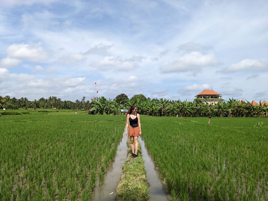 Freya in the rice field