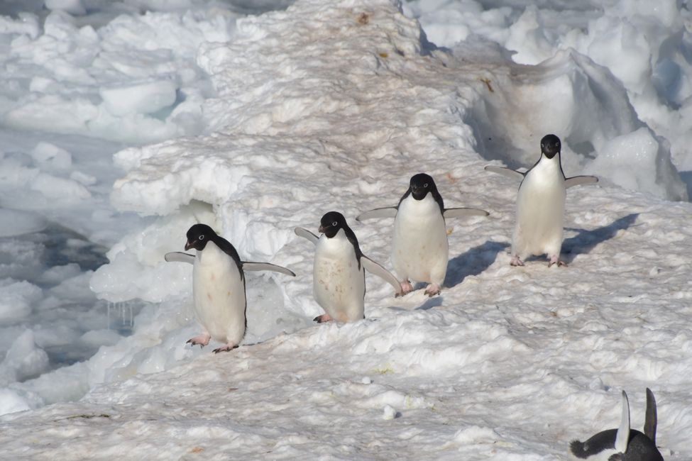 Antarctica - Ross Sea - Cape Royds - Adelie Penguins