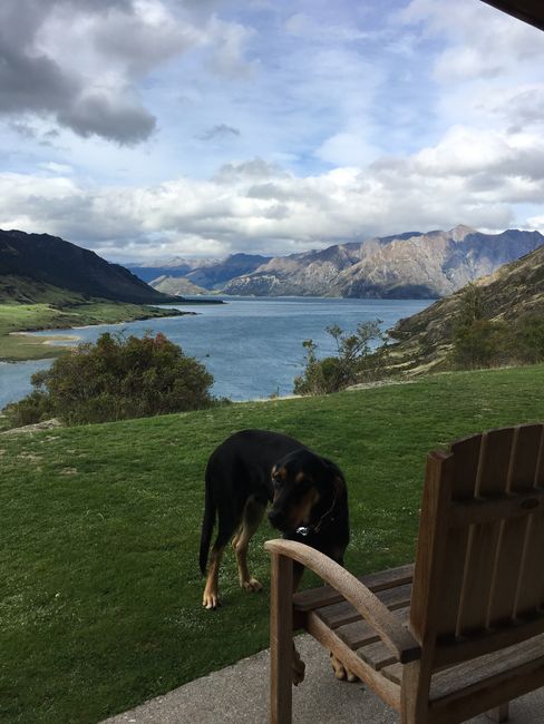 The view from our room of Lake Hawea with Ritch, the dog