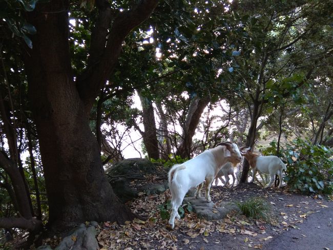 Wild goats on the coastal path